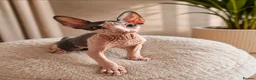 Sphynx cats for sale: Blue eyes Sphynx kitten TICA & GCCF show cats  - Advert 9