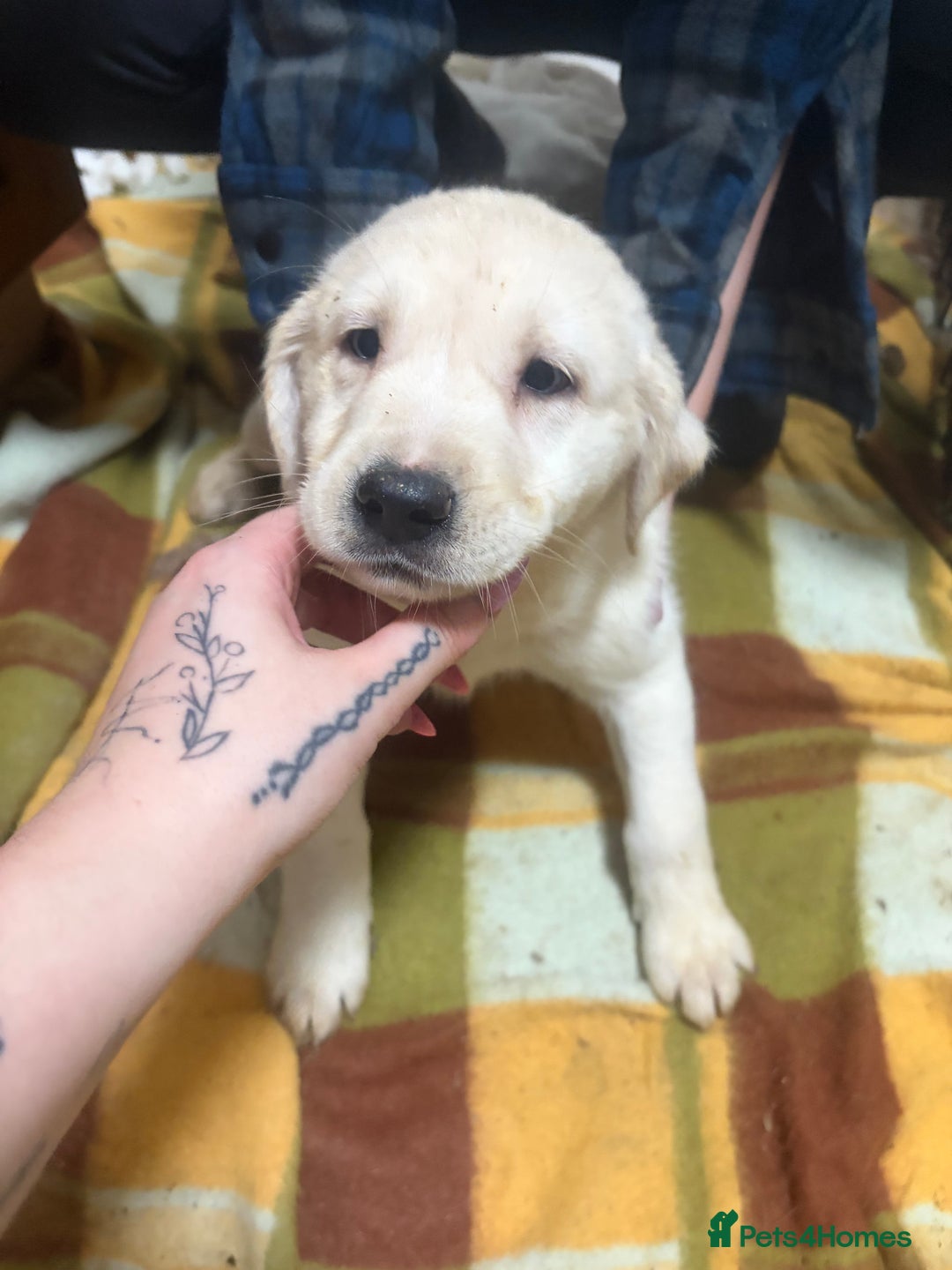 Mixed Breed dogs for sale: Shepsky x Labrador  - Advert 7