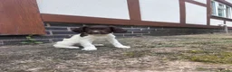 English Springer Spaniel dogs for sale: Gorgeous English Springer Spaniels - Advert 13