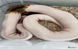 Python Snake reptiles for sale: Female ball python pied  - Image 2