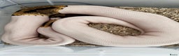Python Snake reptiles for sale: Female ball python pied & Hognose snakes  - Advert 3