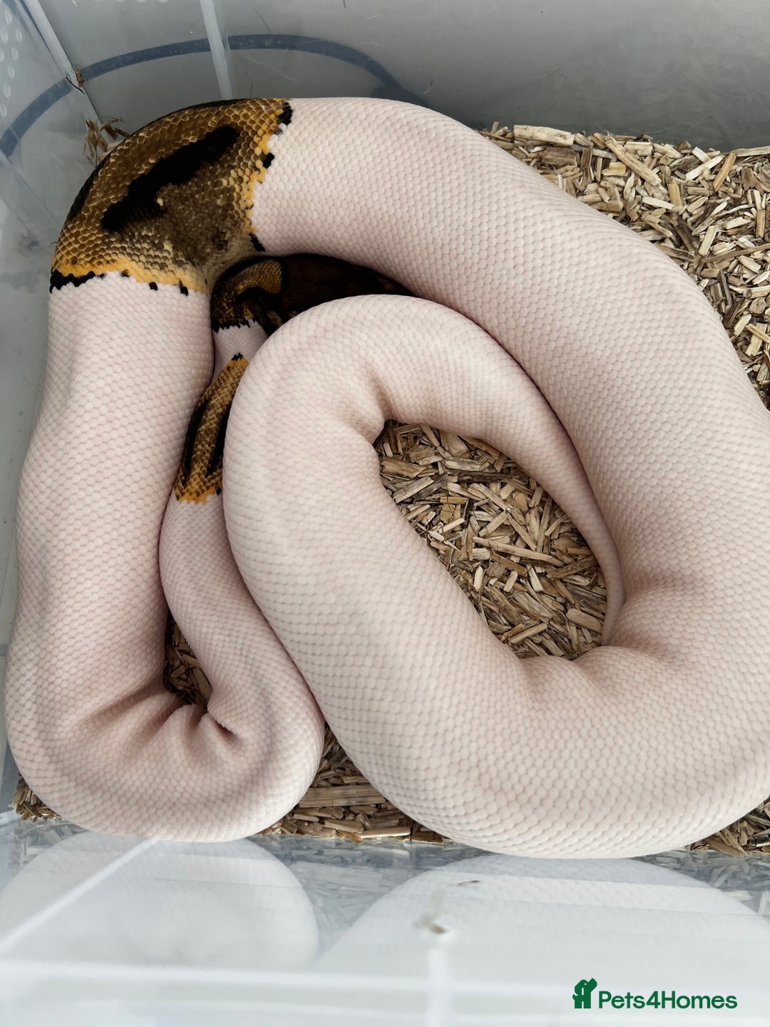 Python Snake reptiles for sale: Female ball python pied  - Image 2