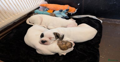 American Bulldog dogs - Advert 7