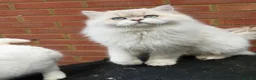 Scottish Fold cats for stud: Stunning Scottish Straight Longhair Golden Point  - Advert 5