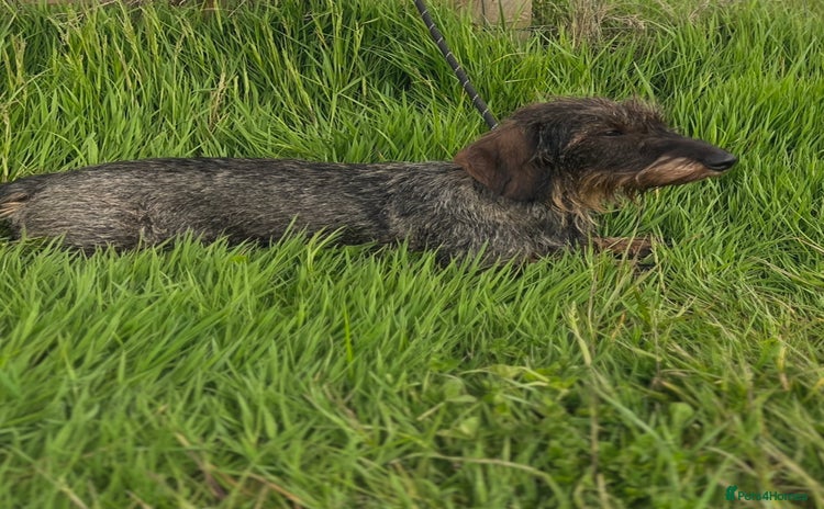 Dachshund dogs - Advert 1