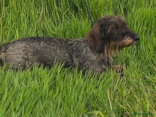 Dachshund dogs - Advert 5