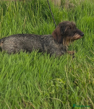 Dachshund dogs - Advert 1