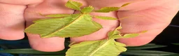 Stick Insects invertebrates for sale: Phyllium philippinicum nymphs (leaf insects) - Advert 6