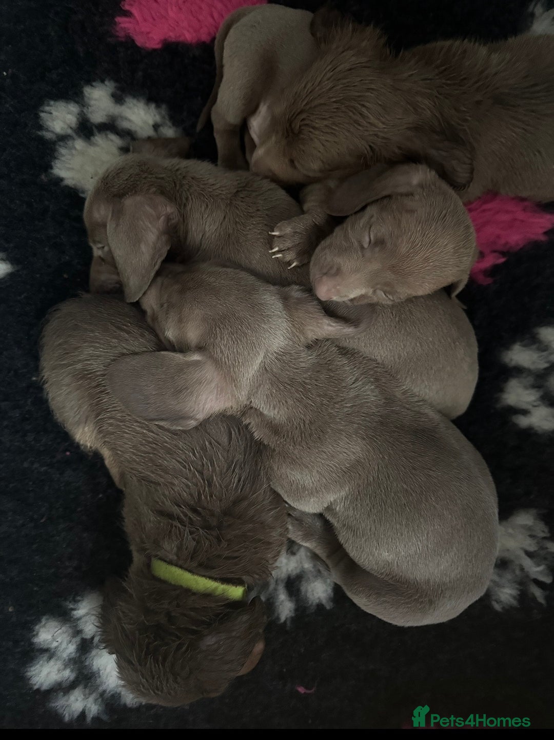 Miniature Dachshund dogs for stud: True Isabella tan long haired mini tiny KC stud  - Advert 5