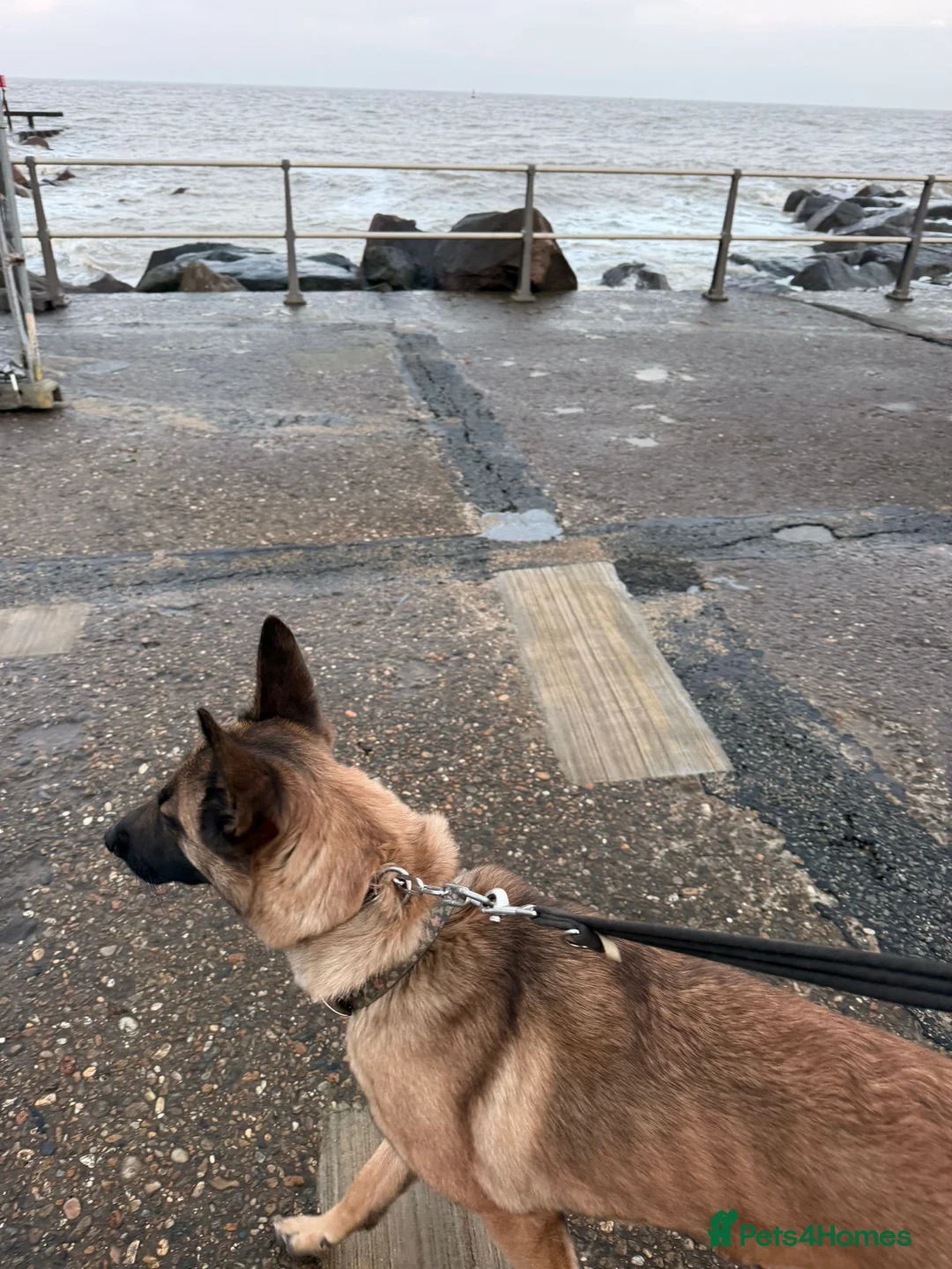 Belgian Shepherd Dog dogs for sale: Beautiful female belgian malinois in Dagenham - Advert 10