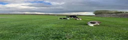 Border Collie dogs for sale: Gorgeous Litter of border collie puppy’s  - Advert 37