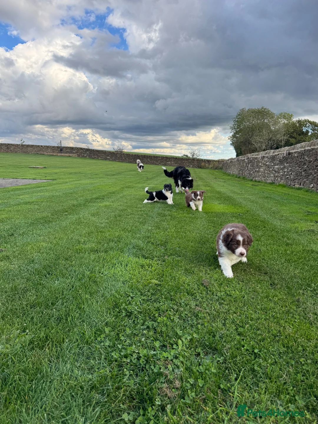 Border Collie dogs for sale: Gorgeous Litter of border collie puppy’s  - Advert 37