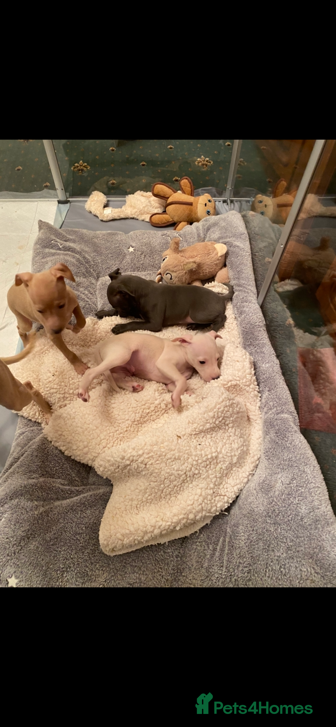 Italian Greyhound dogs for sale: ITALIAN GREYHOUND PUPPIES  - Advert 10