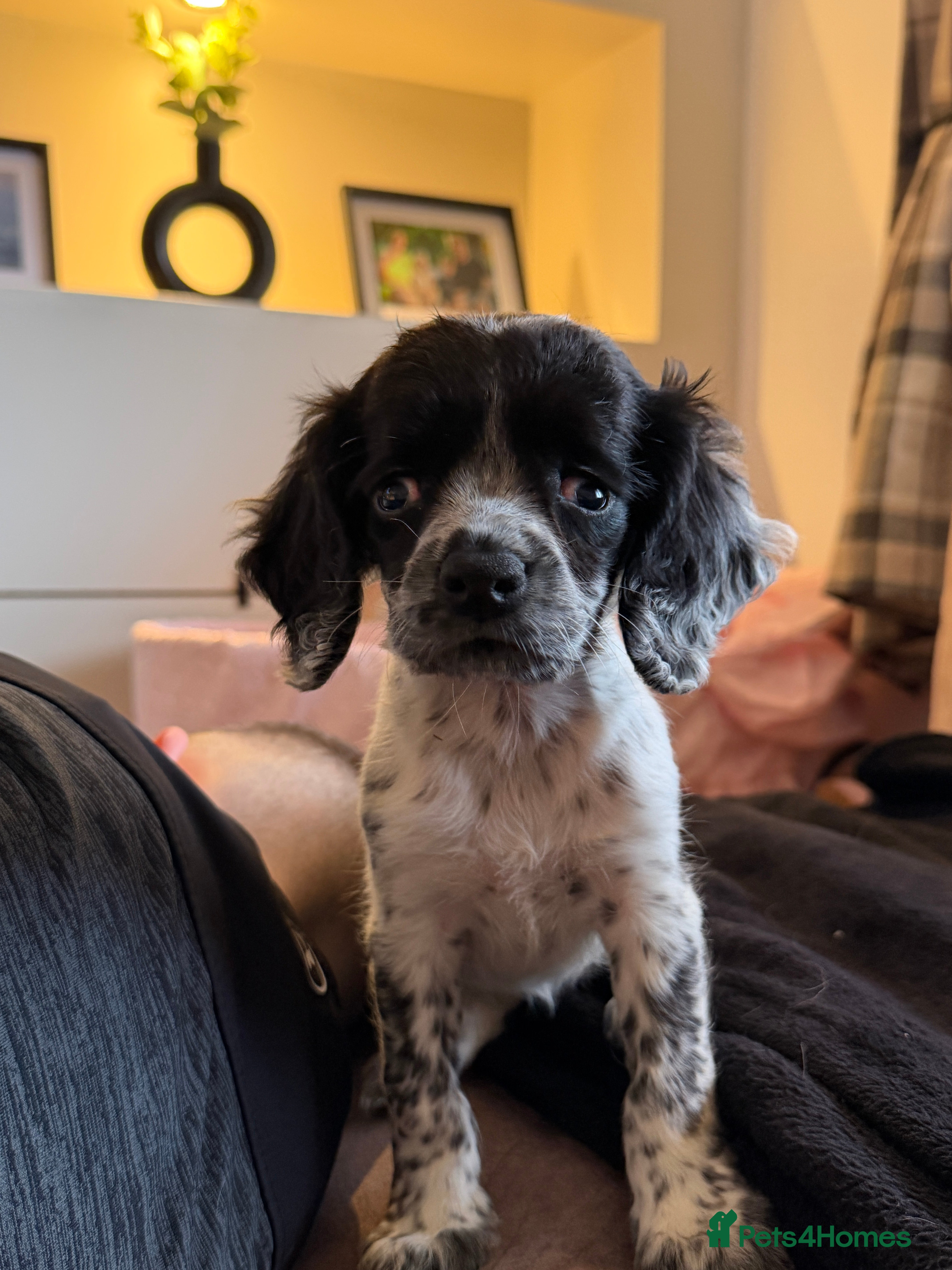 Sprocker dogs Special Home Needed – 10 Week Old Sprocker Puppy - Advert 2