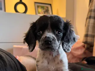 Sprocker dogs Special Home Needed – 10 Week Old Sprocker Puppy - Advert 1