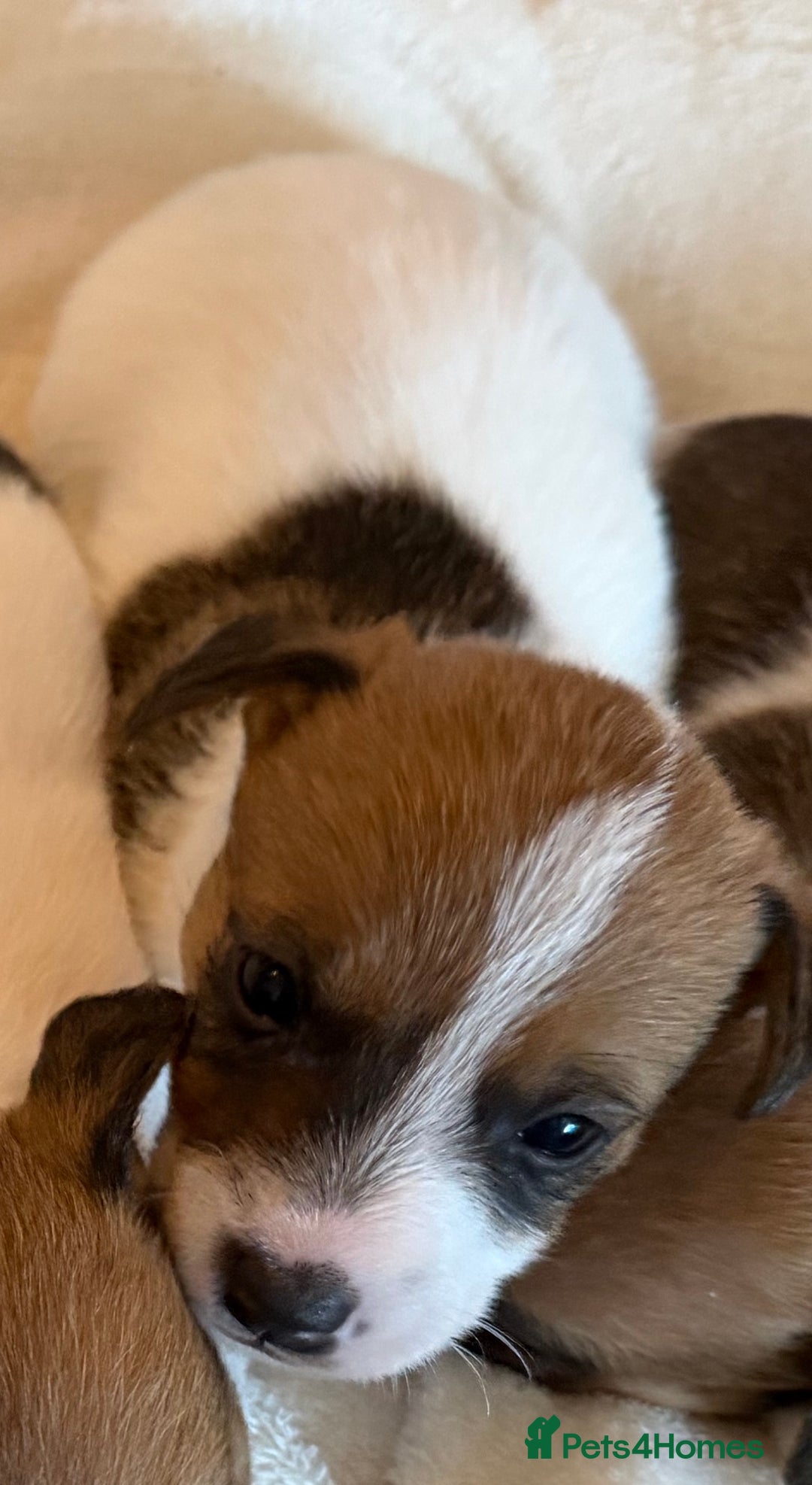 Jack Russell dogs for sale: 🐾 Traditional Jack Russel puppies 🐾 - Advert 13