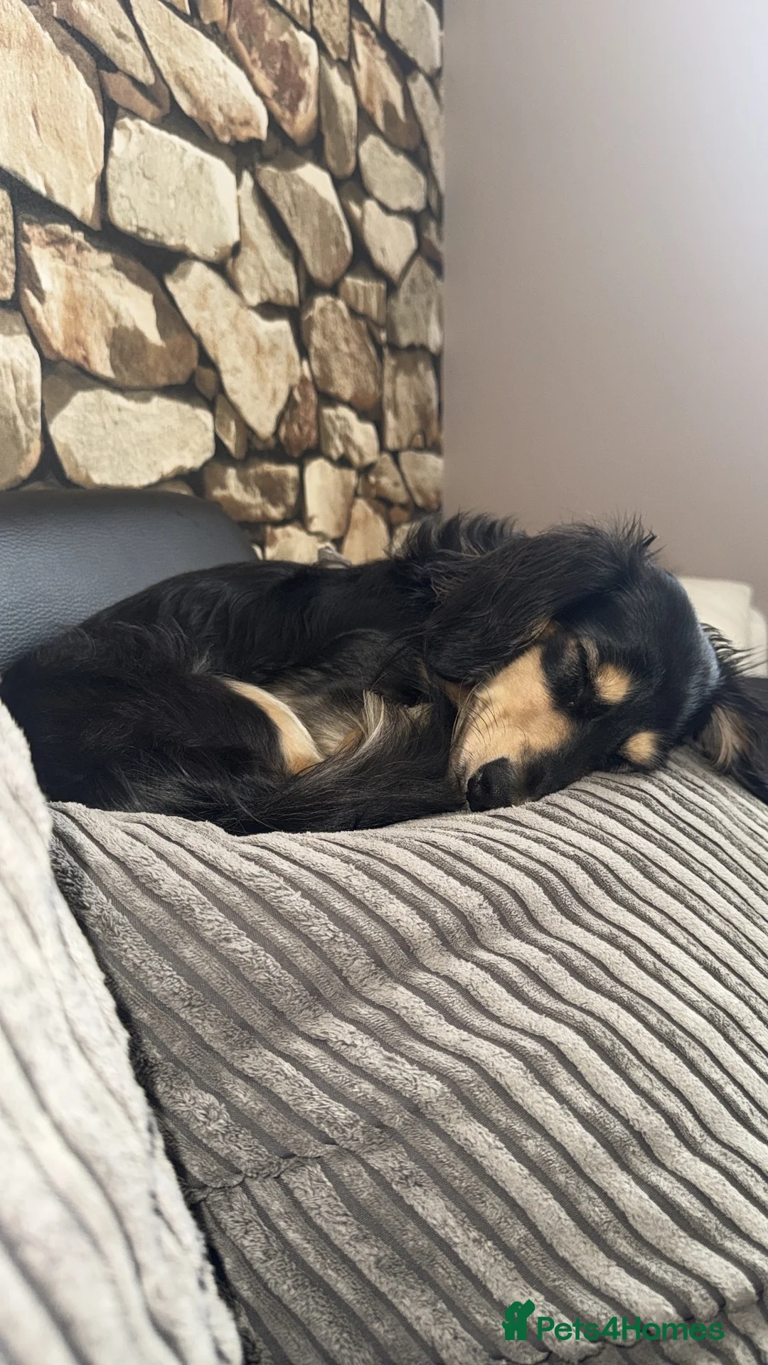 Miniature Dachshund dogs for stud: KC registered IRON MAN ready for stud duties - Advert 2
