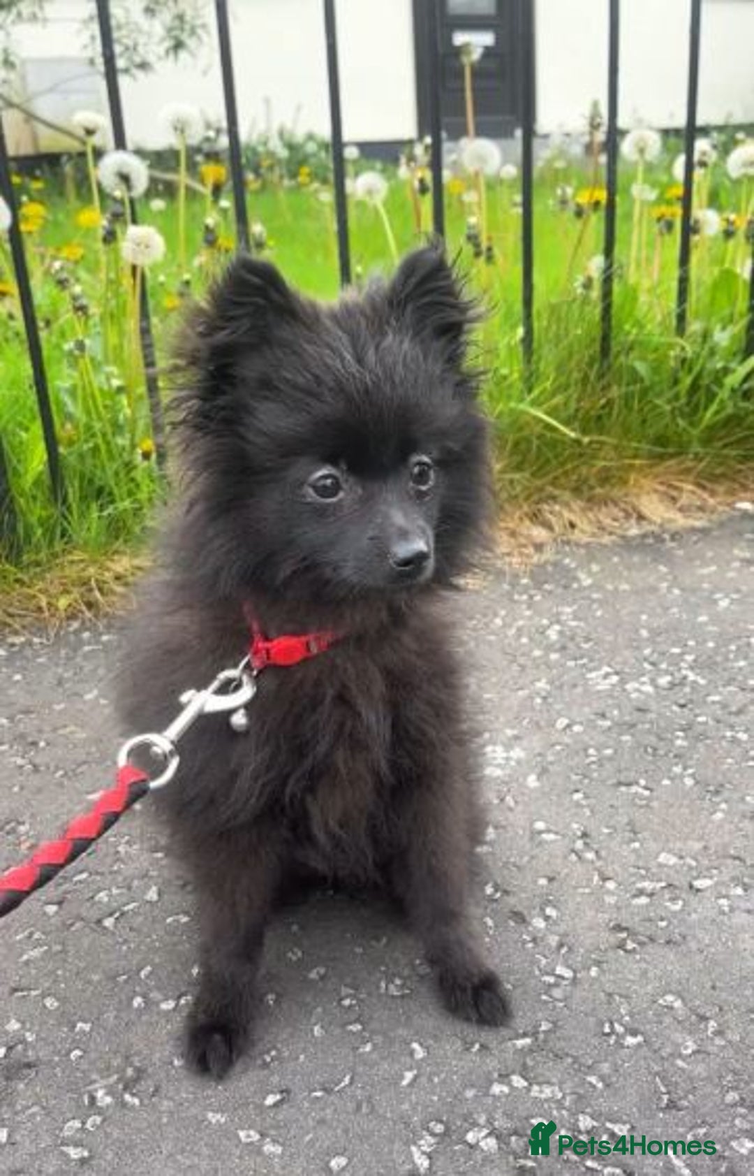 Mixed Breed dogs for sale: LaPom pups for sale Belfast - Advert 3