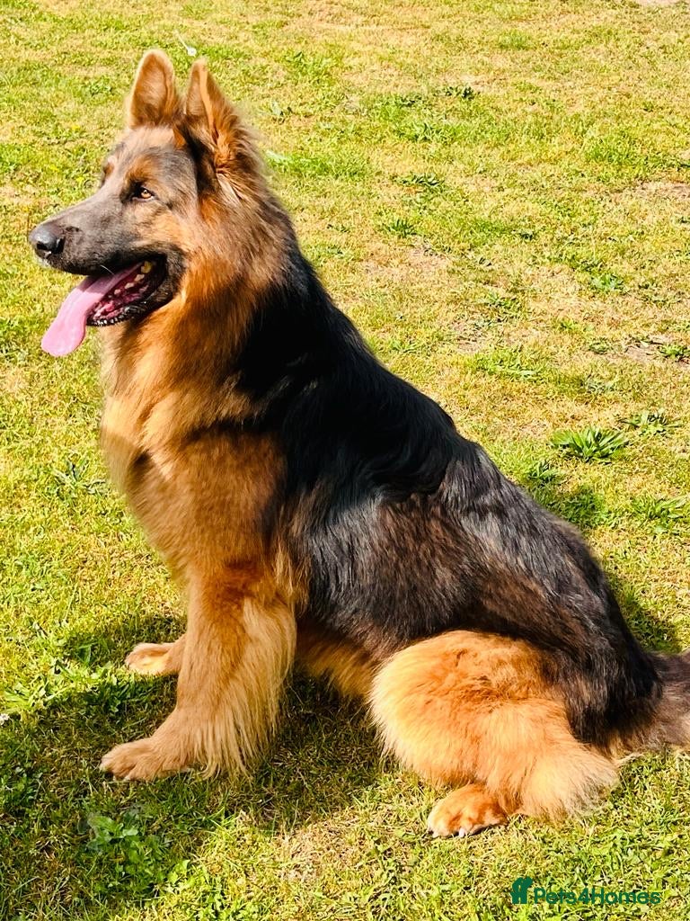 German Shepherd dogs stunning blue and tan German shepherd at stud in Doncaster - Advert 21