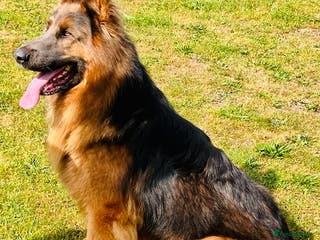 German Shepherd dogs stunning blue and tan German shepherd at stud in Doncaster - Advert 8