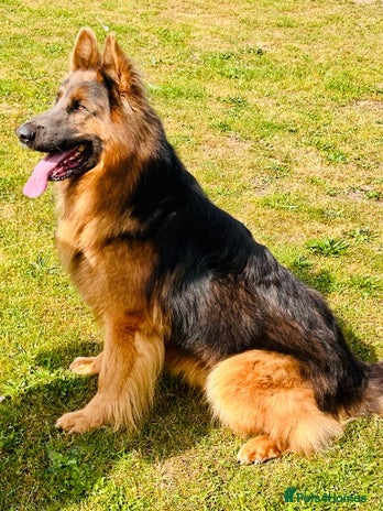 German Shepherd dogs stunning blue and tan German shepherd at stud in Doncaster - Advert 1