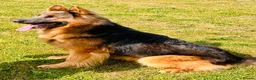 German Shepherd dogs for stud: stunning blue and tan German shepherd at stud in Doncaster - Advert 1