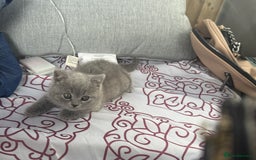 British Shorthair cats for sale: Adorable, Sweet, and Playful    - Image 4