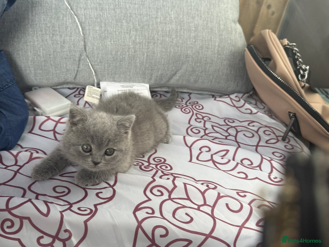 British Shorthair cats for sale: Adorable, Sweet, and Playful    - Image 4