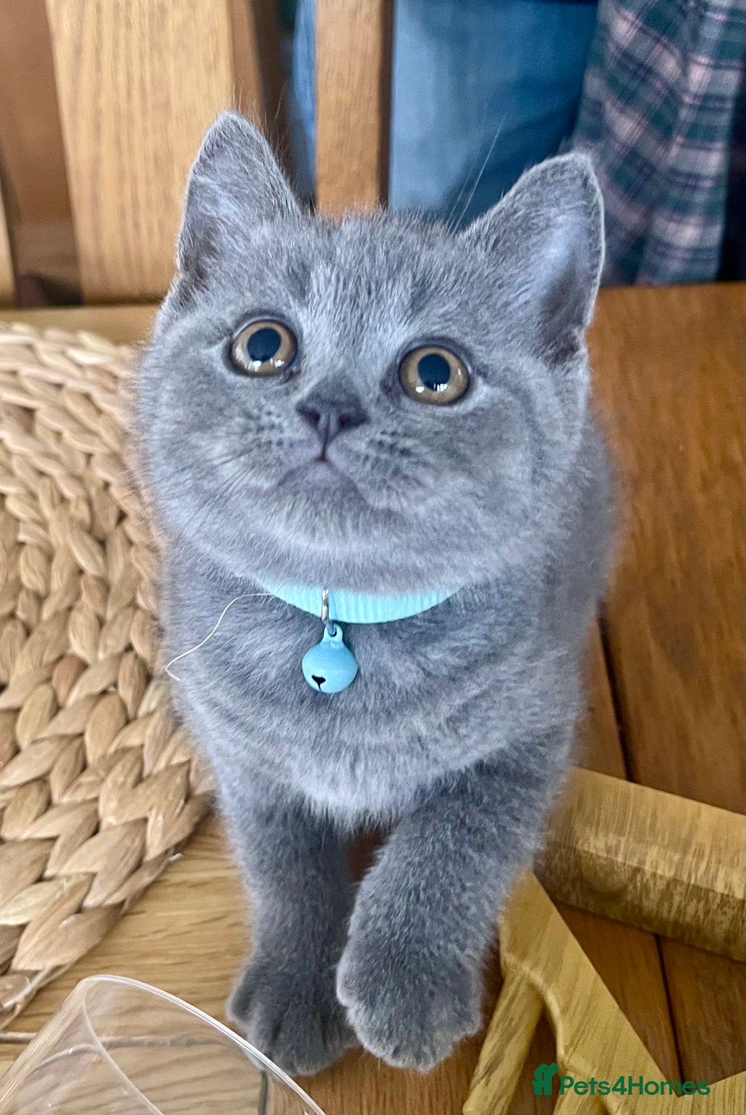 British Shorthair cats for sale: Gorgeous Blue and Lilac British shorthairs - Advert 5