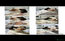 Cocker Spaniel dogs for sale: OUTSTANDING KC REG COCKER SPANIEL PUPPIES  - Image 15