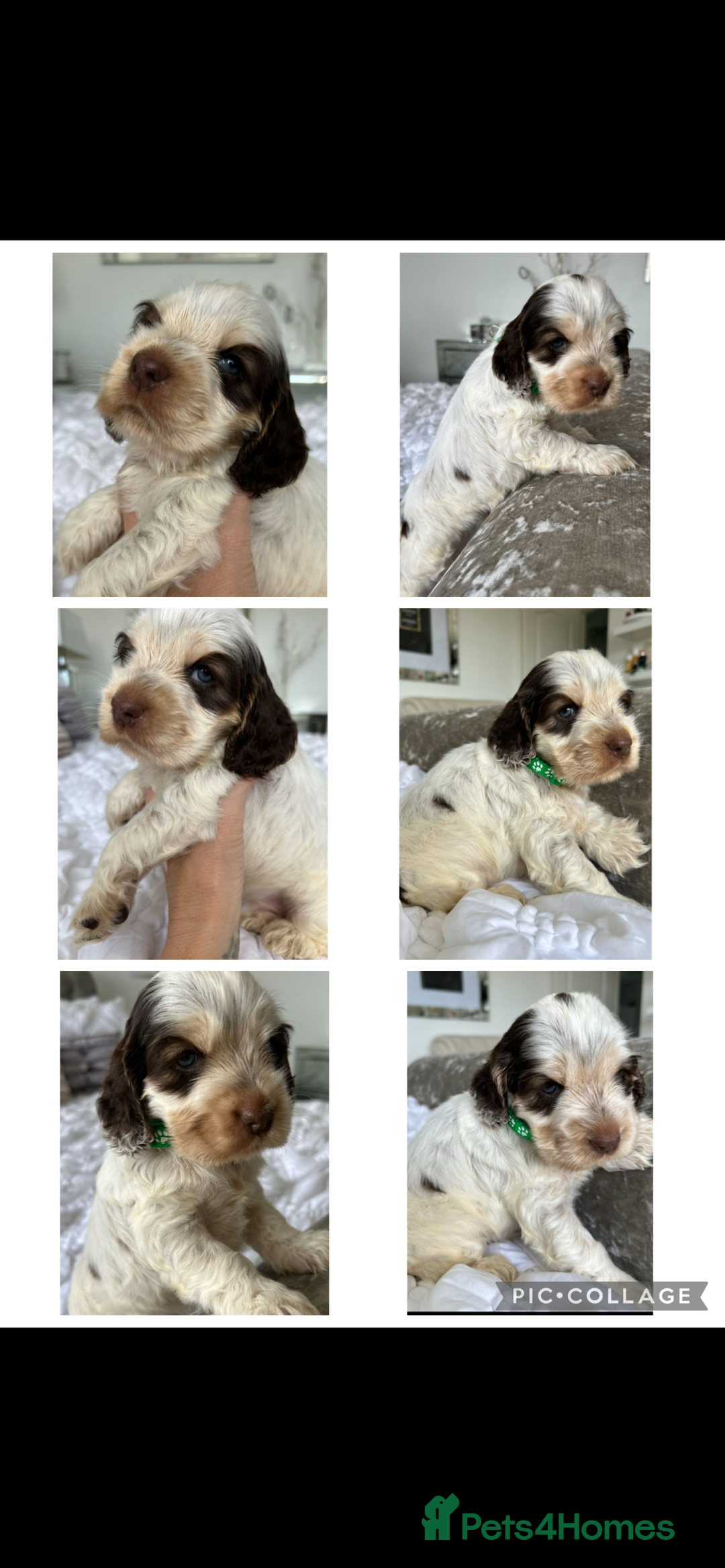 Cocker Spaniel dogs for sale: OUTSTANDING KC REG COCKER SPANIEL PUPPIES  - Image 15