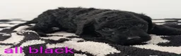 Cavapoochon dogs for sale: PRA Clear genetically DNA Tested Cavapoochons in Towcester - Advert 34
