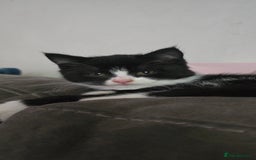Mixed Breed cats for sale: 4 fluffy kittens for sale - Image 4