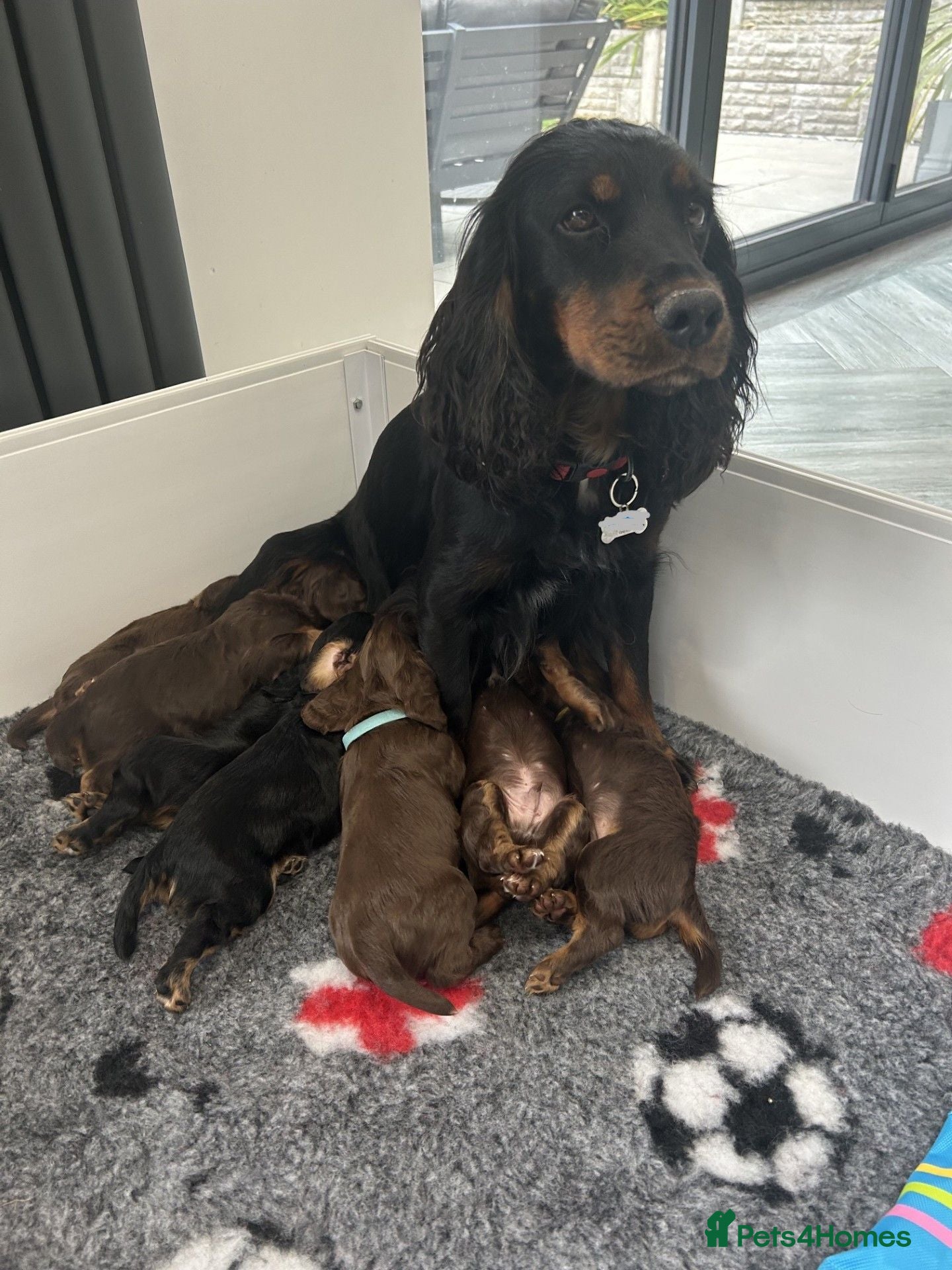 Cocker Spaniel dogs KC REGISTERED WORKING COCKER SPANIELS - Advert 1
