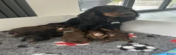 Cocker Spaniel dogs for sale: KC REGISTERED WORKING COCKER SPANIELS in Deeside - Advert 1