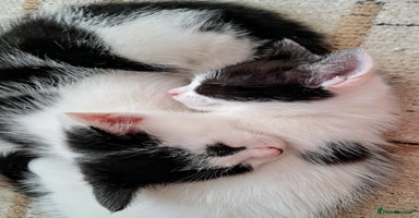 Mixed Breed cats - Advert 16