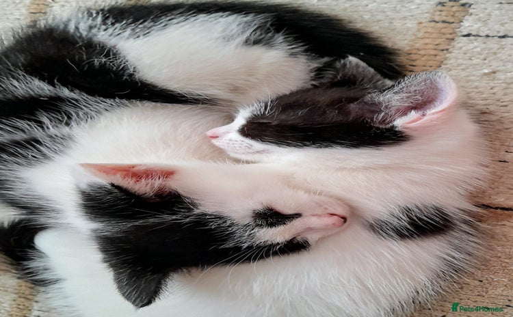 Mixed Breed cats - Advert 4