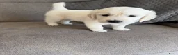 Golden Retriever dogs for sale: 1 cream beautiful golden retriever boy left - Advert 7