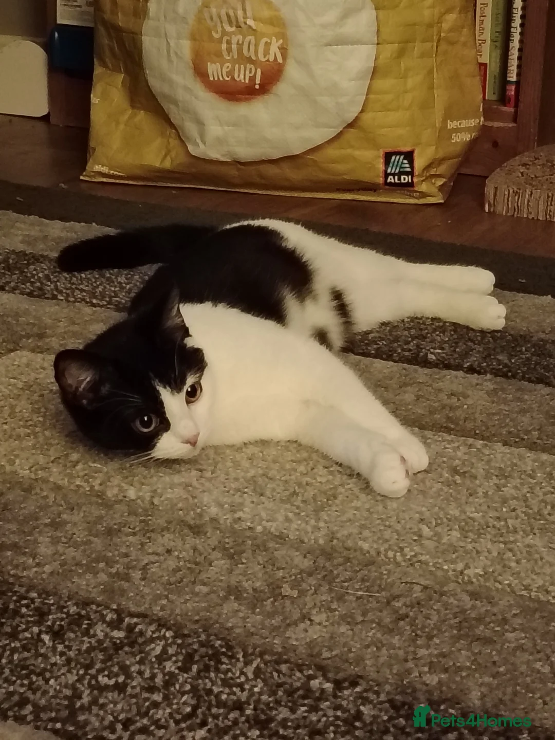 Mixed Breed cats for sale: Beautiful black and white cat for sale in Warrington - Advert 2