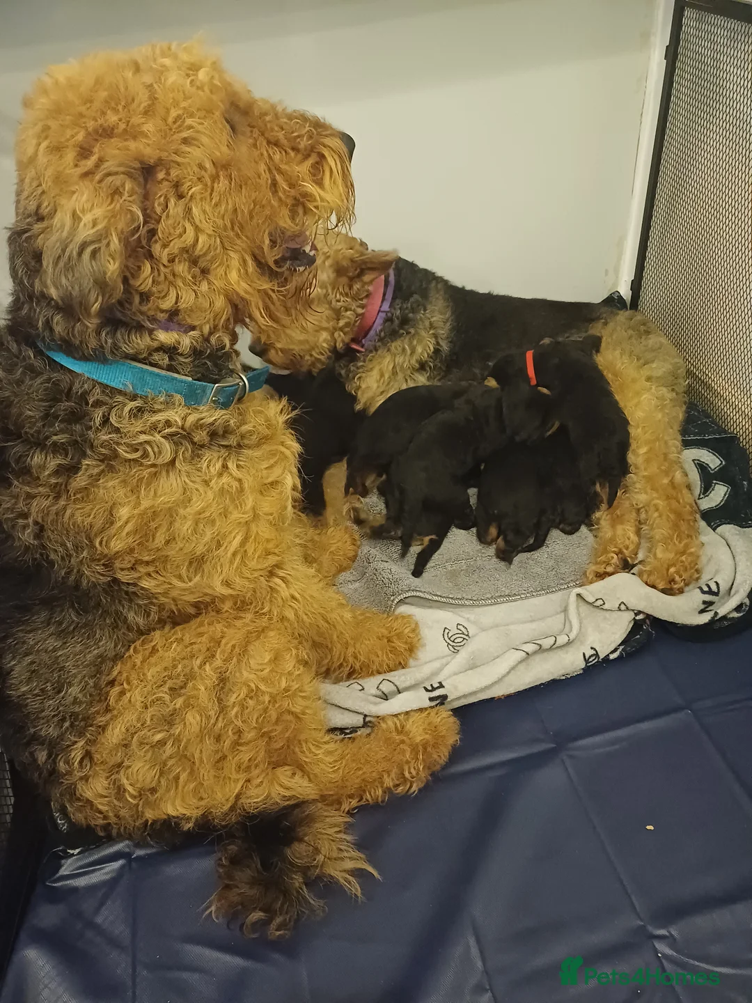 Airedale Terrier dogs for sale: Airedale terrier puppies  - Advert 23