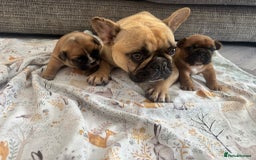 French Bulldog dogs for sale: Fully kc registered French bulldog female 4 weeks  - Image 4