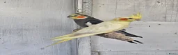 Mixed Breed birds for sale: Hand reard baby's  in Darlington - Advert 10