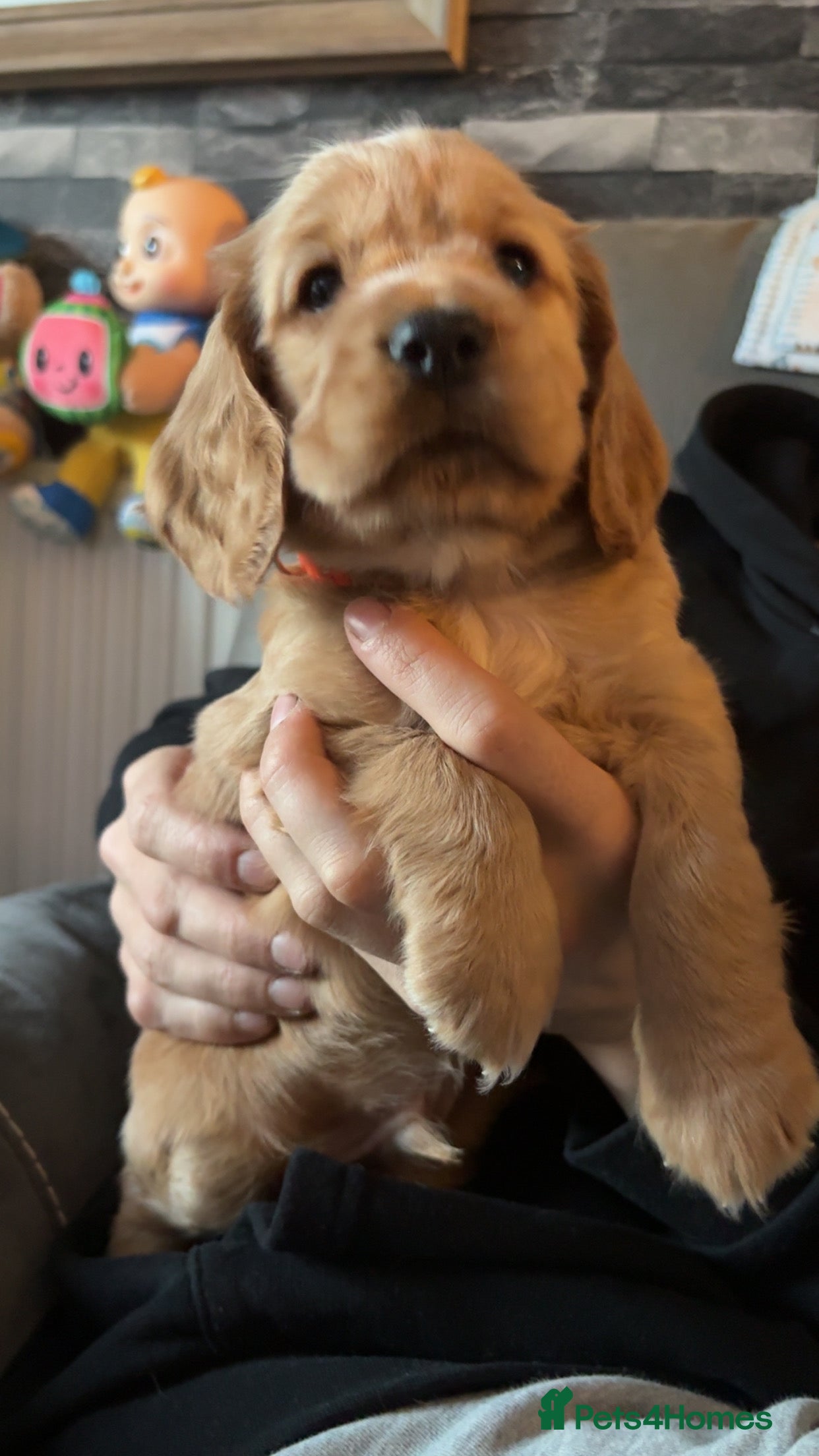 Cocker Spaniel dogs Show type cocker spaniel pups - Advert 4