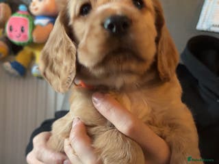 Cocker Spaniel dogs Show type cocker spaniel pups - Advert 4