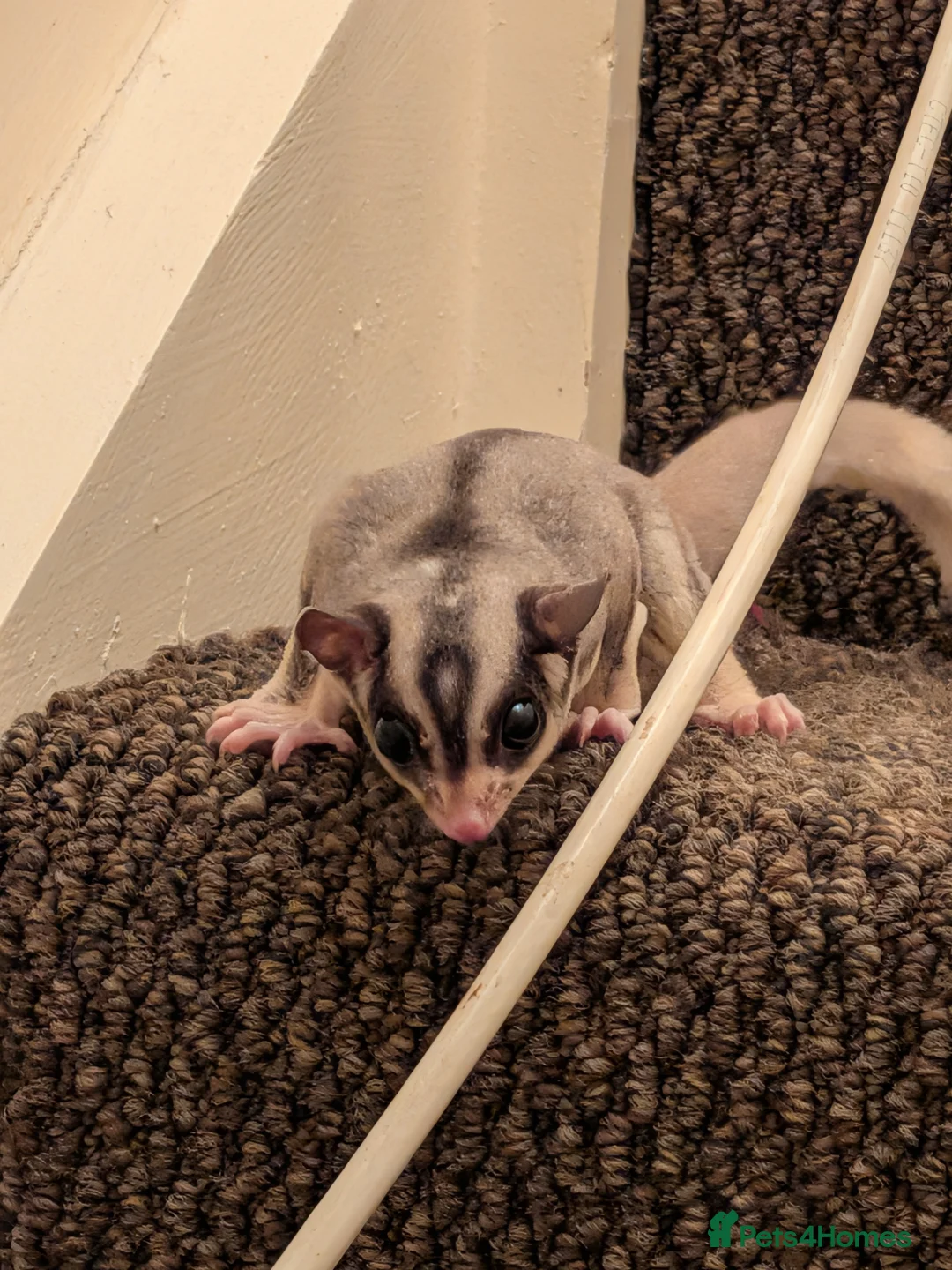 Sugar Glider rodents for sale: Flying squirrel in Liverpool - Advert 2