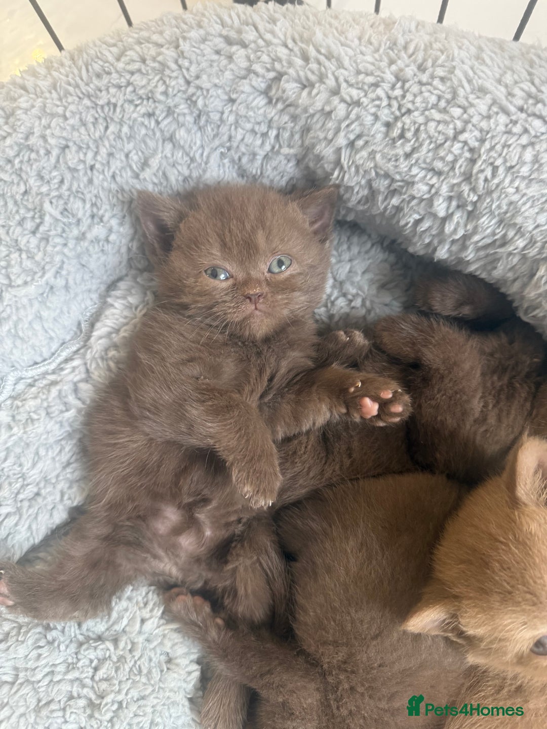 British Shorthair cats for sale: British shorthair kittens  - Image 21