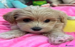 Maltipoo dogs for sale: 🩷Maltipoo F1 Babies🩵 - Image 8