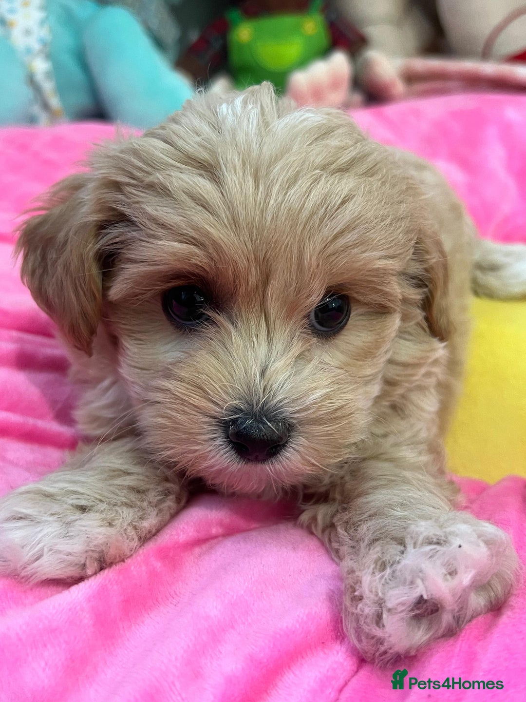 Maltipoo dogs for sale: 🩷Maltipoo F1 Babies🩵 - Image 8