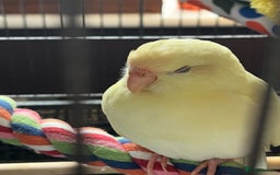 Parakeets birds for sale: Kakariki Last baby still hand feeding  - Image 1
