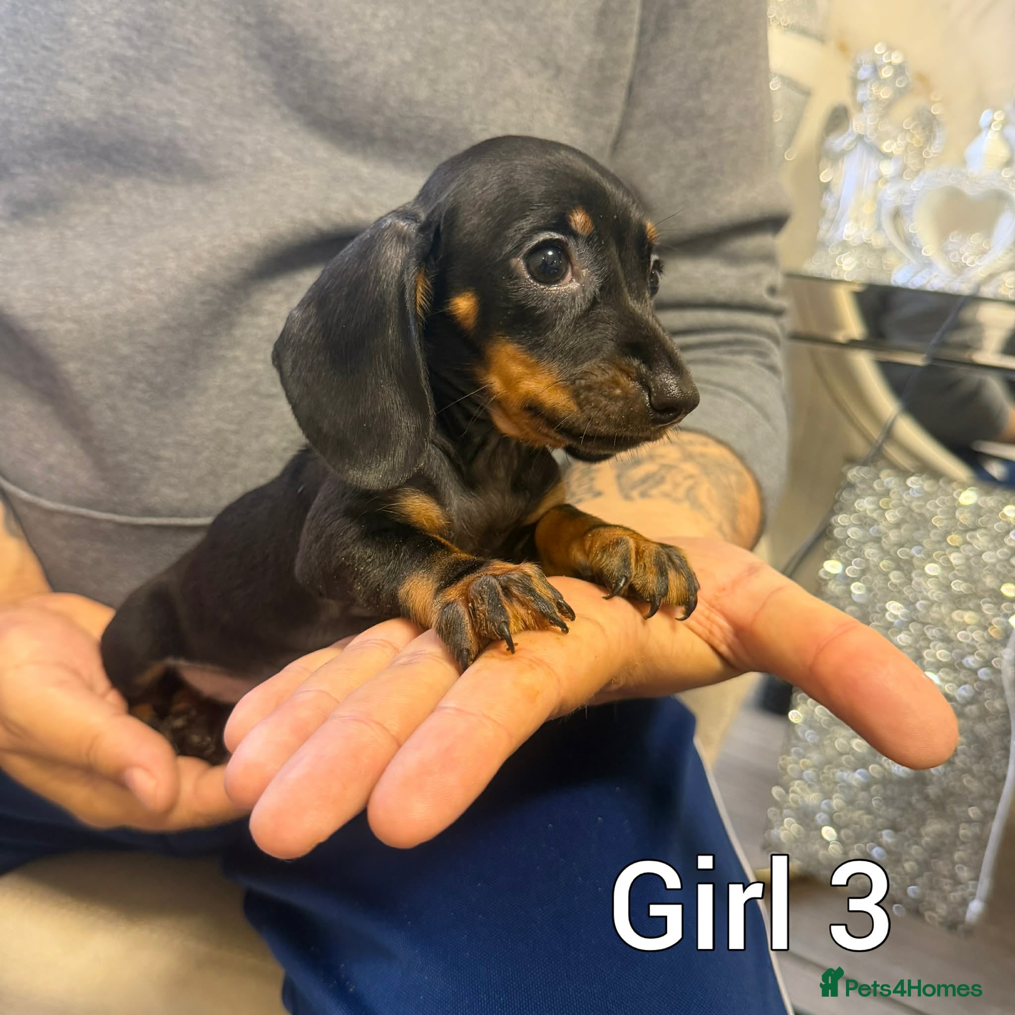 Miniature Dachshund dogs Miniature Dachshund - Advert 1